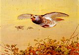 Archibald Thorburn Famous Paintings - English Partridge In Flight